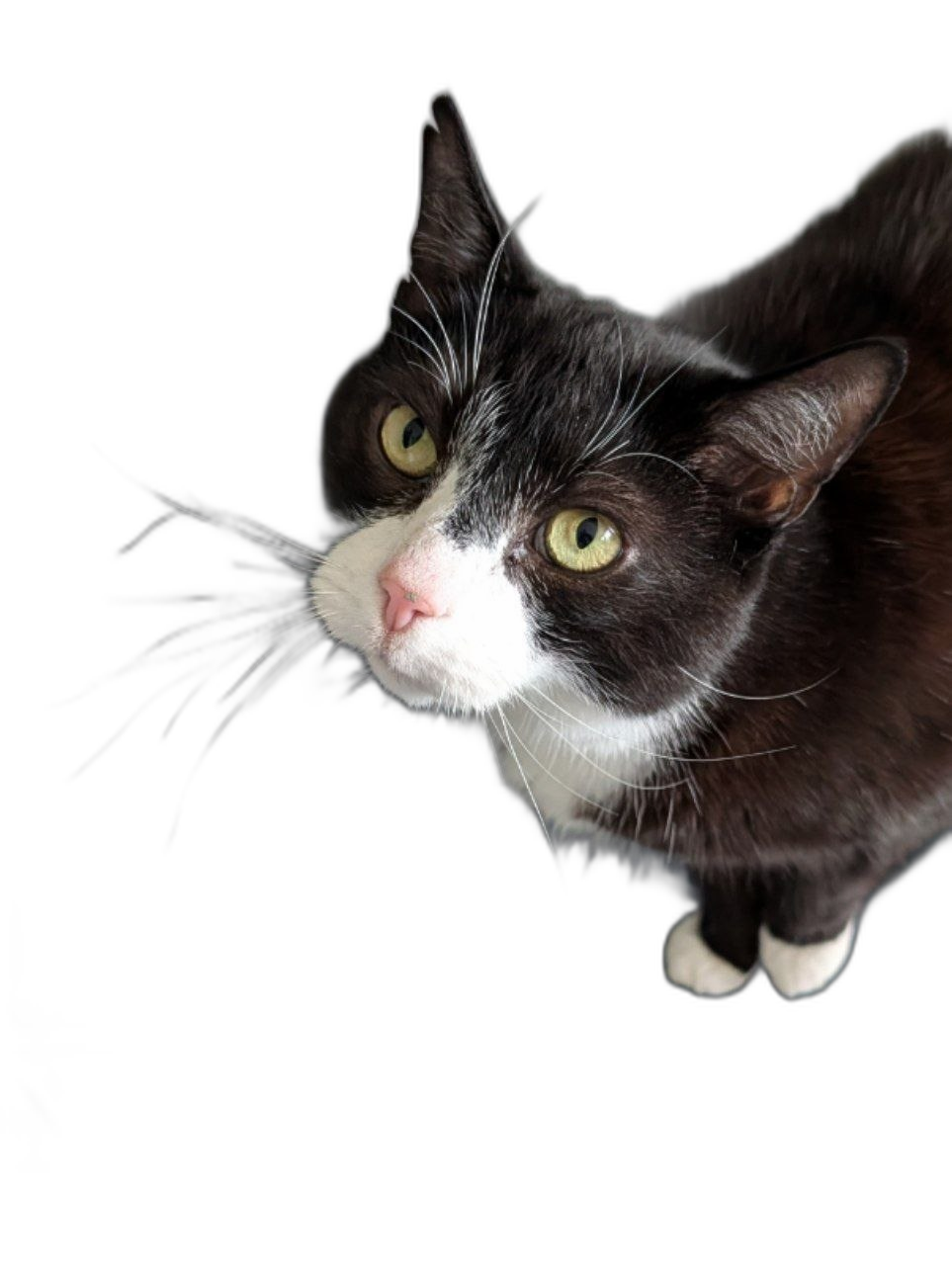 Mejf Cat